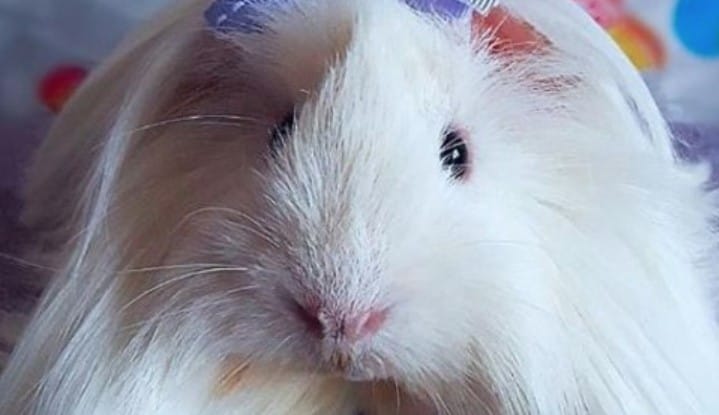14 Fun Facts About Guinea Pigs