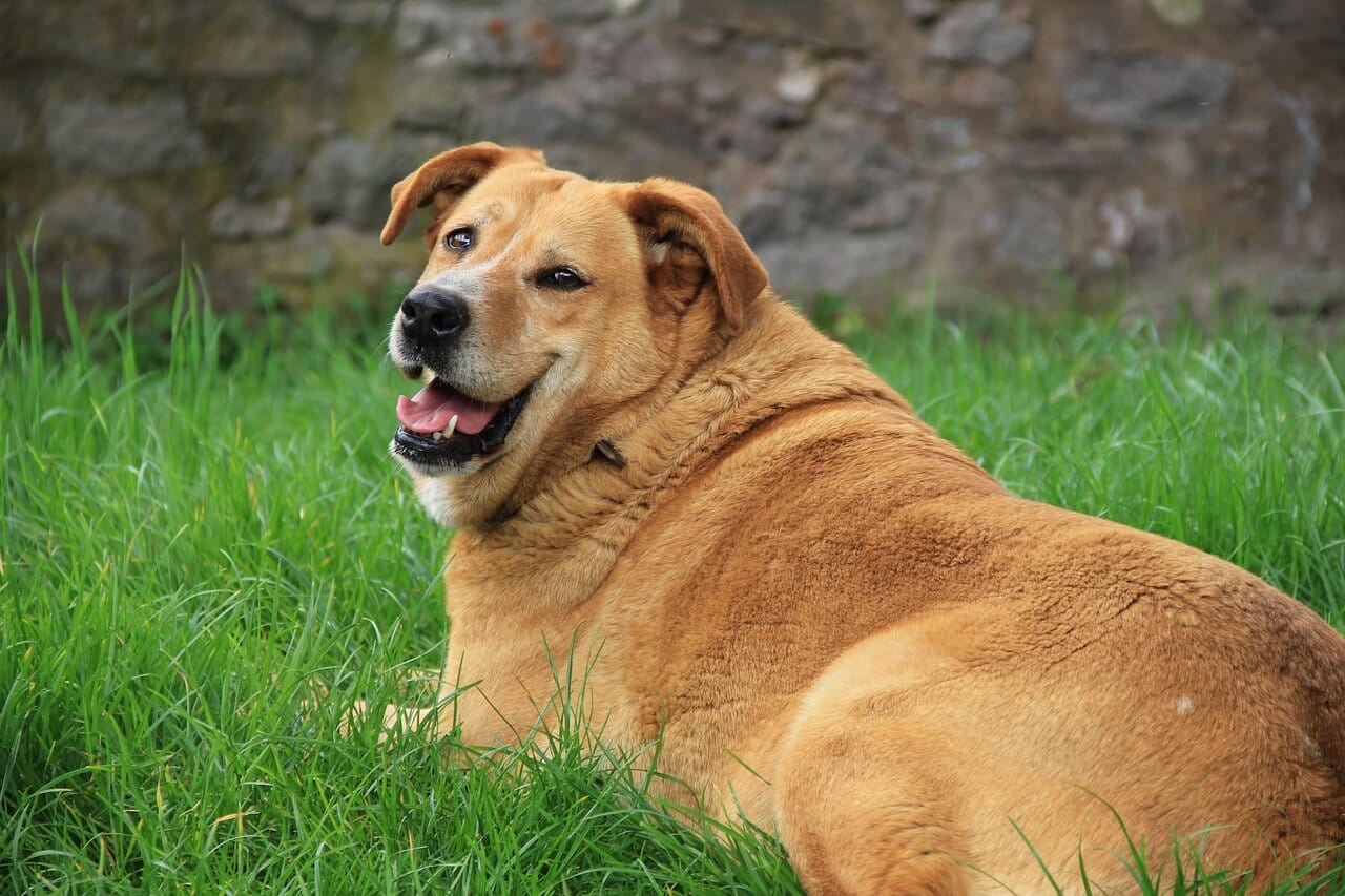 Overweight Dogs: How to Tell and What To Do