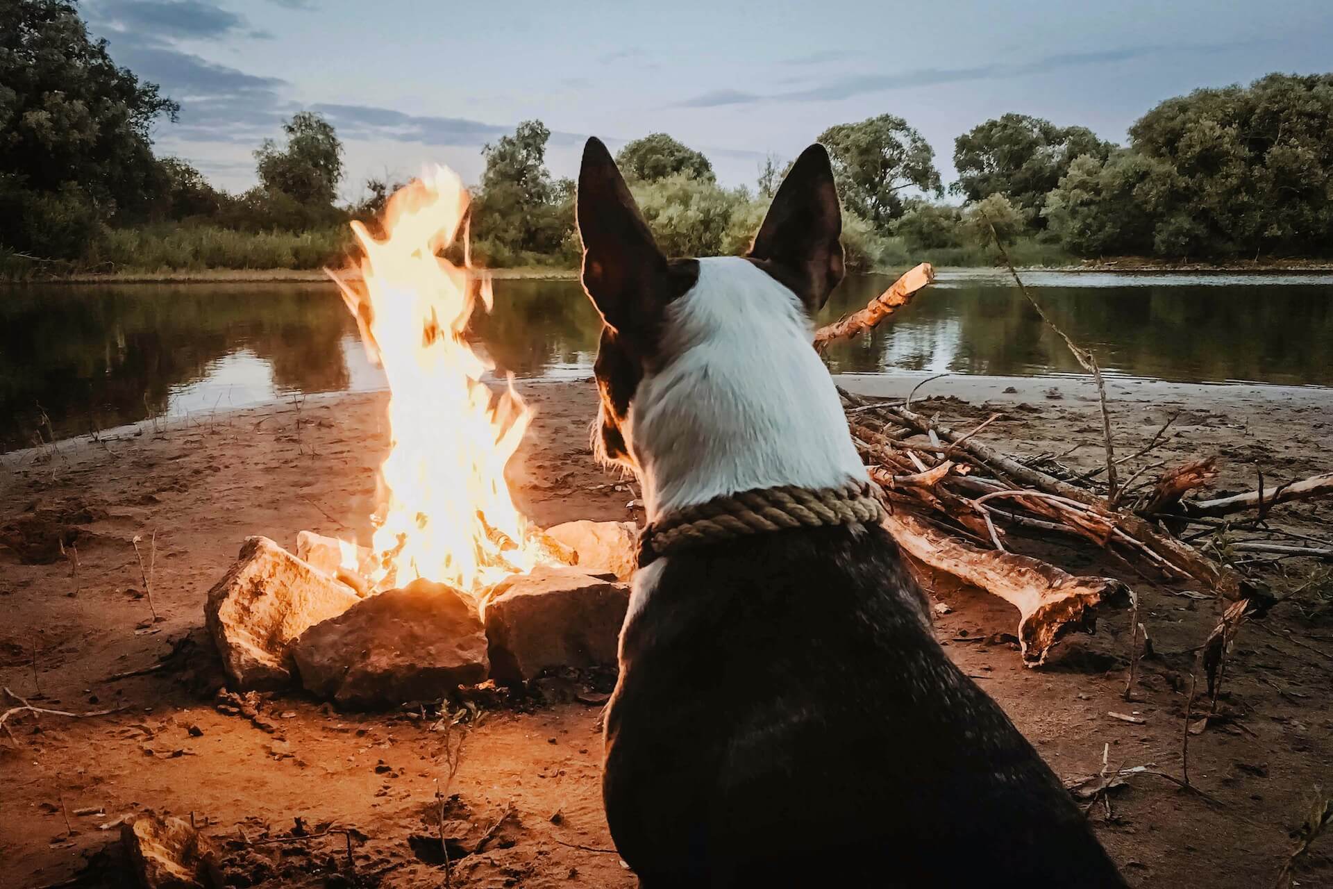 How to Protect Your Dog While Camping? 15 Tips For Dog Owners