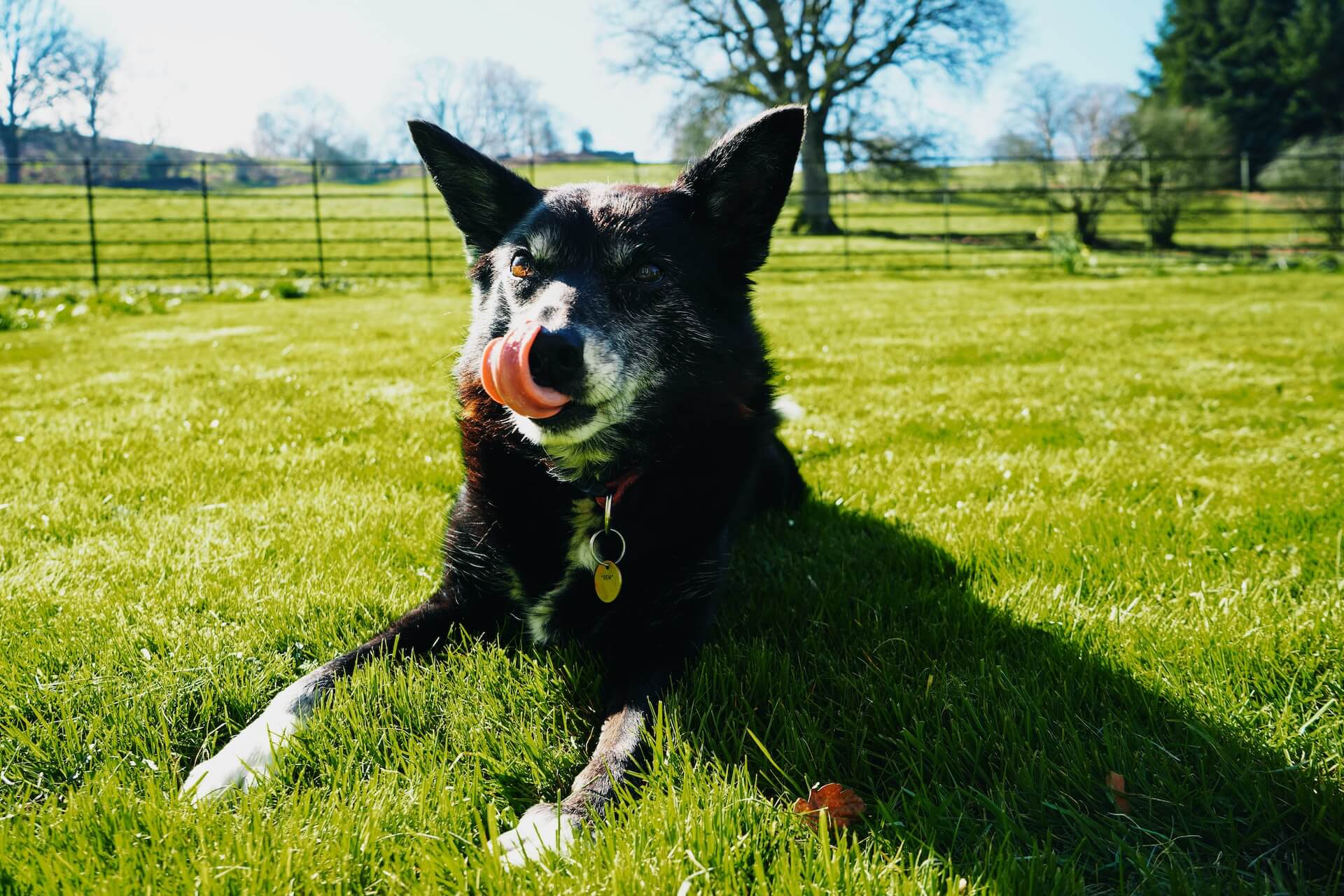 Pawsitively Joyful! How Do You Know If An Old Dog is Happy?