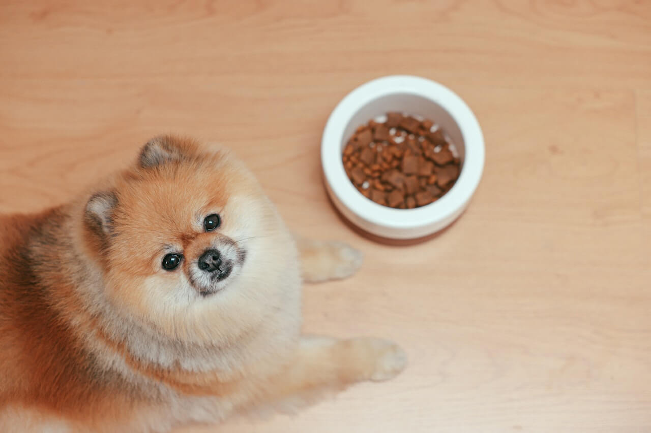 Dog Parenting Dilemmas: How Do You Know Your Dog Is Hungry?