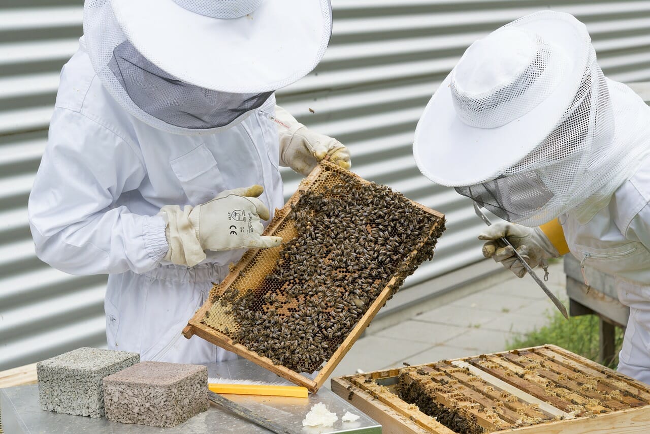 The Buzz About Bee Hives – A Guide To Cost Of Beekeeping
