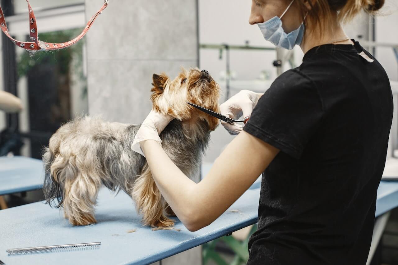 Explained: How Much Should You Spend On Dog Grooming?
