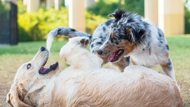 How to Tell if Dogs are Playing or Fighting: Telltale Signs