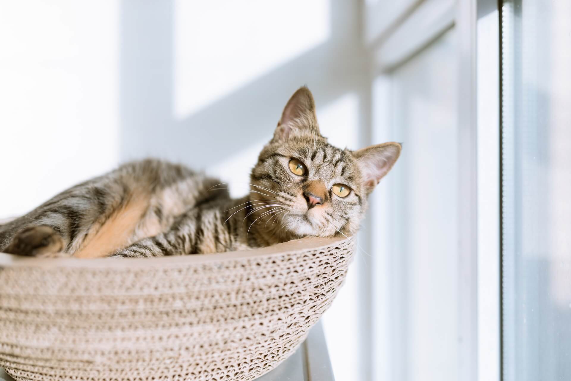 How to Build a Catio: A Guide for the Purr-fect DIY Project