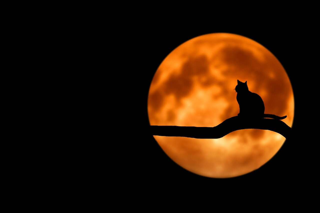 5 Tips to Help Your Cat Stop Being Nocturnal