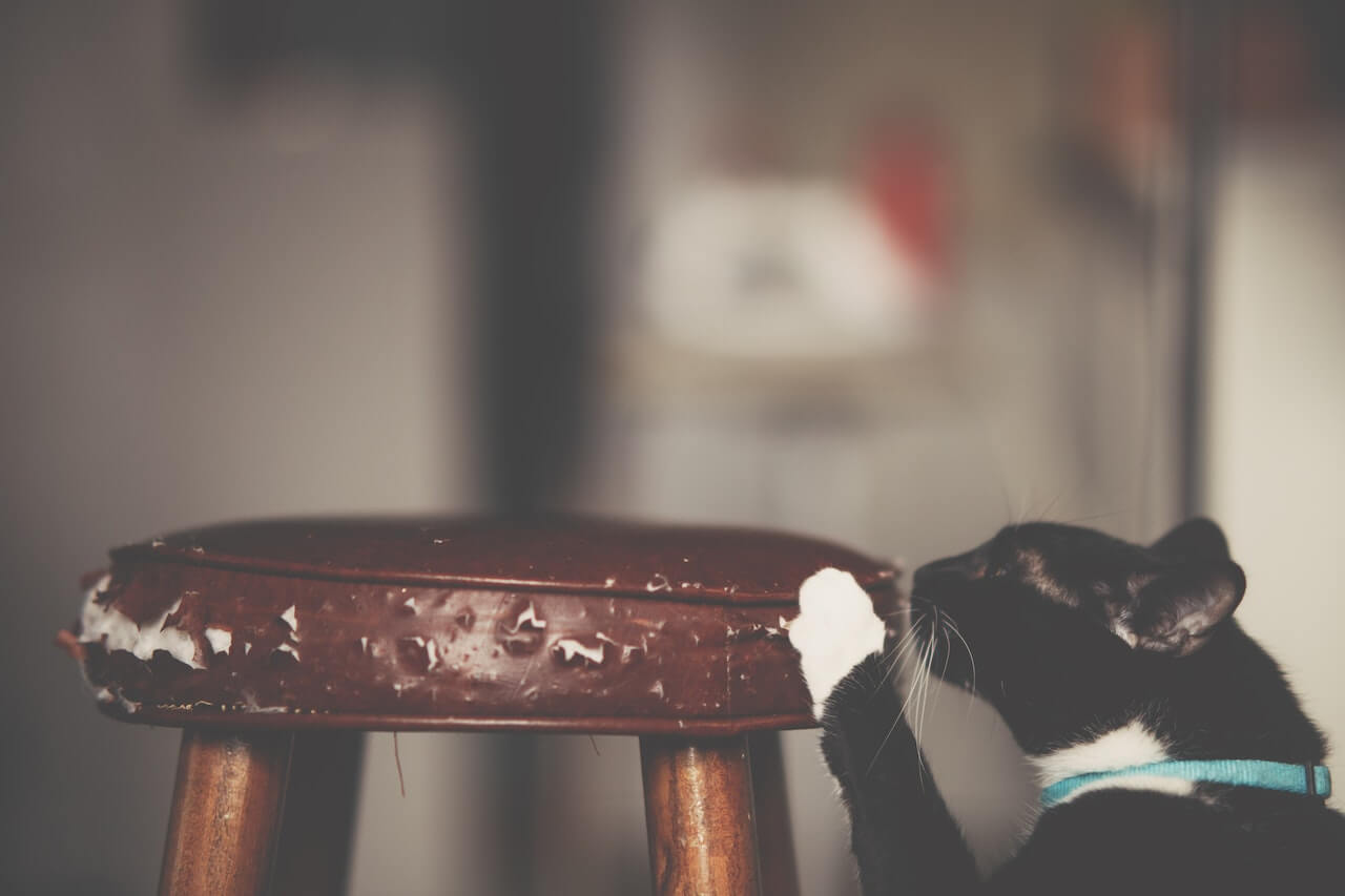 How to Get a Cat to Stop Scratching Furniture in 10 Simple Ways