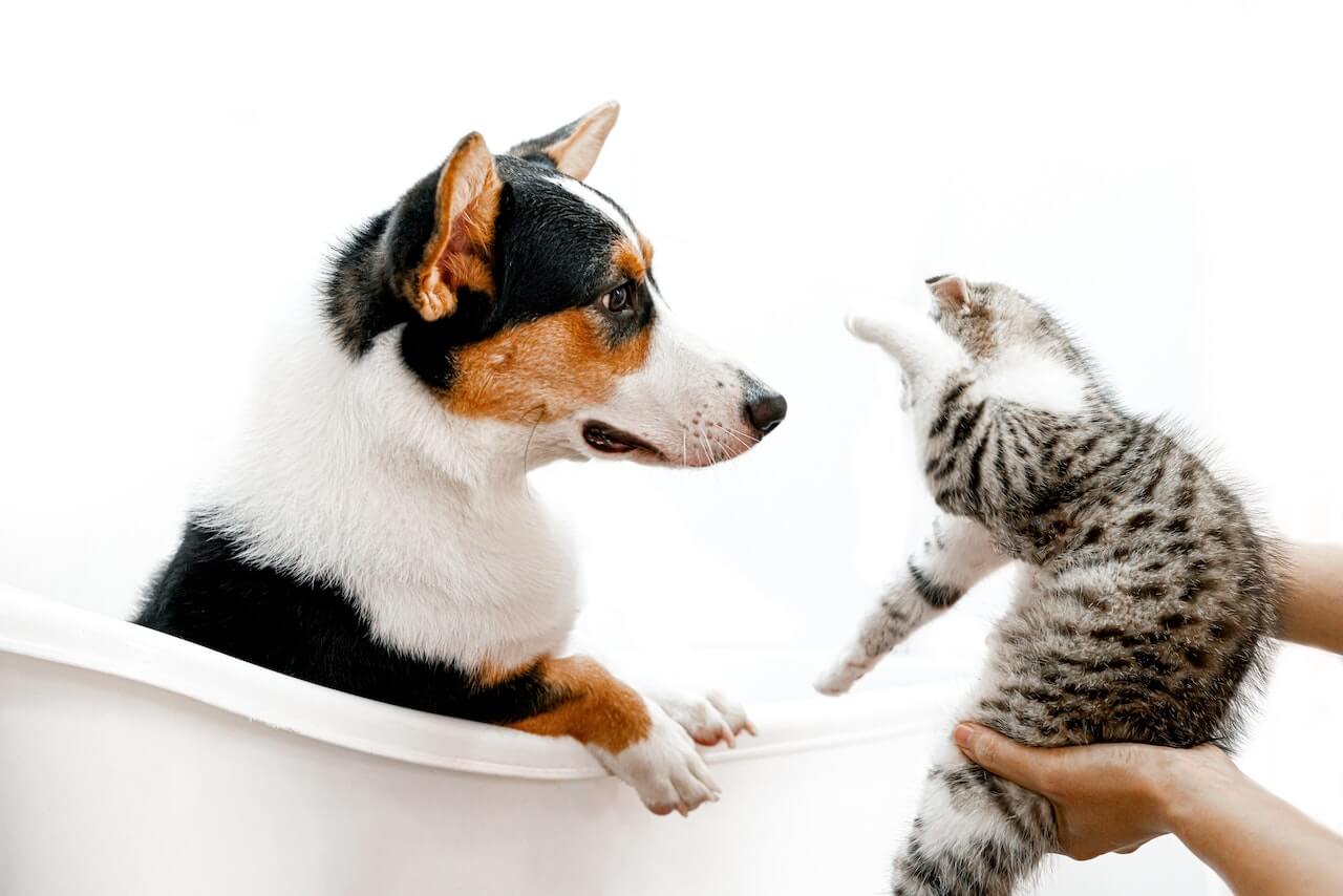 Introducing Your New Dog to your Pets: A How-To Guide