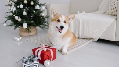 How to Keep Your Dog Safe at Christmas: 10 Tips & Tricks