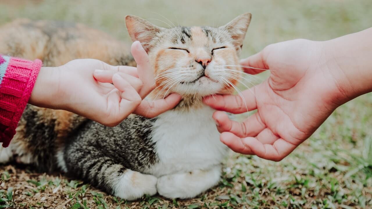 How to Pet a Cat: 5 Ways To Make Your Cat Purr