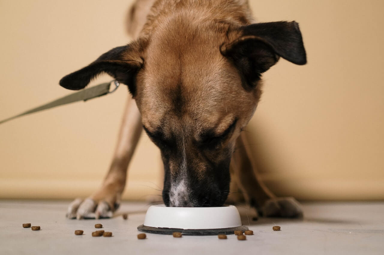 Feeding Frenzy: How To Stop Your Dog Eating So Fast!