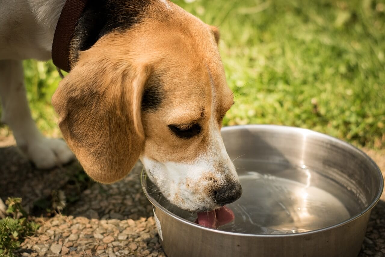 Slow Down, Doggo! How To Stop Your Dog From Drinking Too Fast