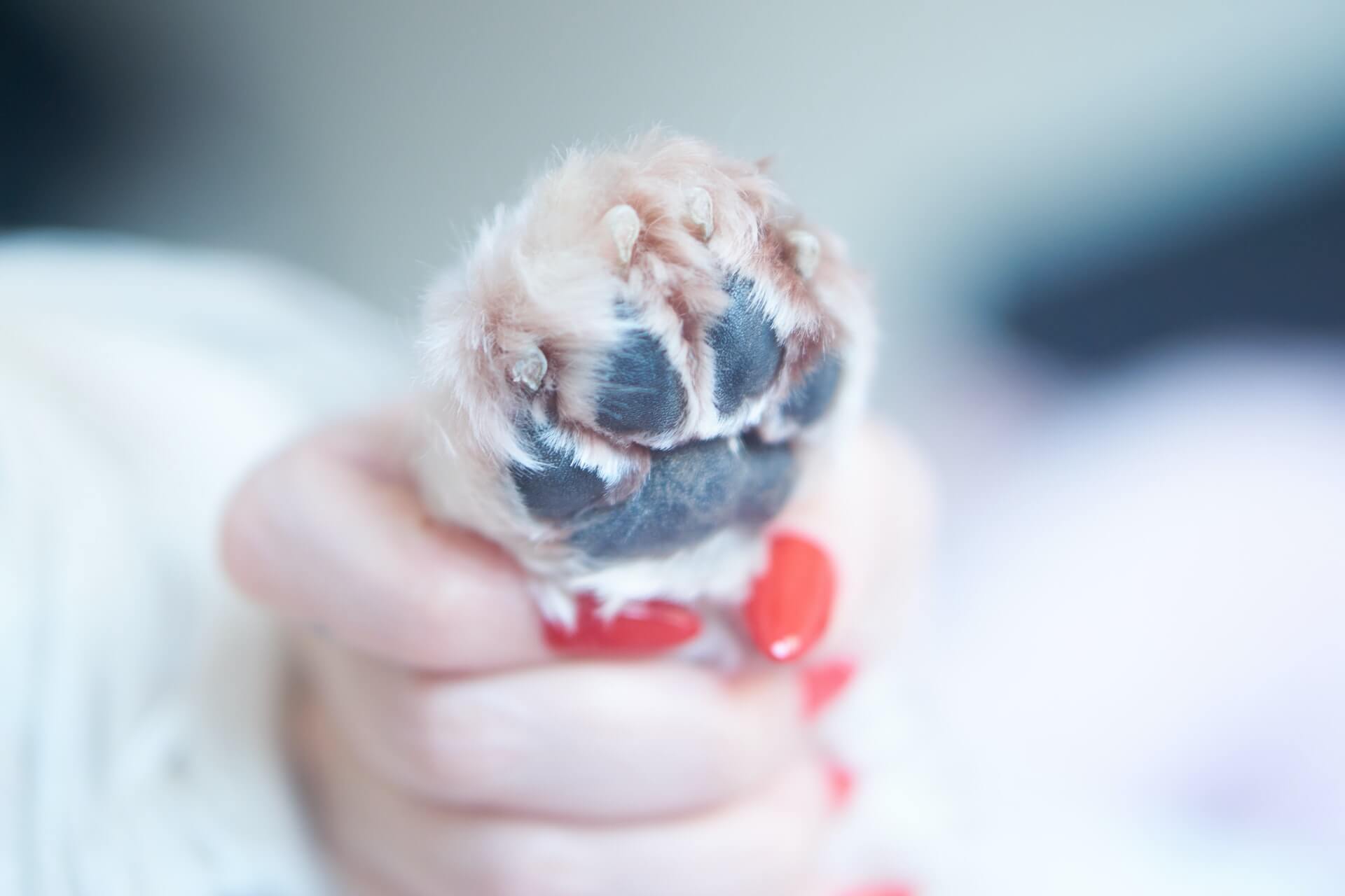 Trimming Your Dog’s Nails: A Step-By-Step Guide