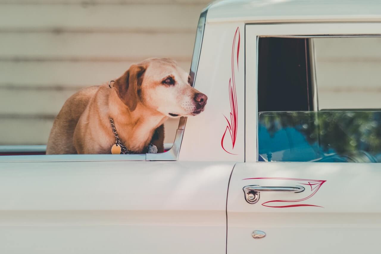 Is It Safe For Dogs to Ride in The Back of Pick-Up Trucks?