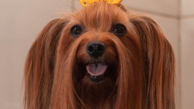 7 Long Haired Dog Breeds: Facts & Grooming Tips