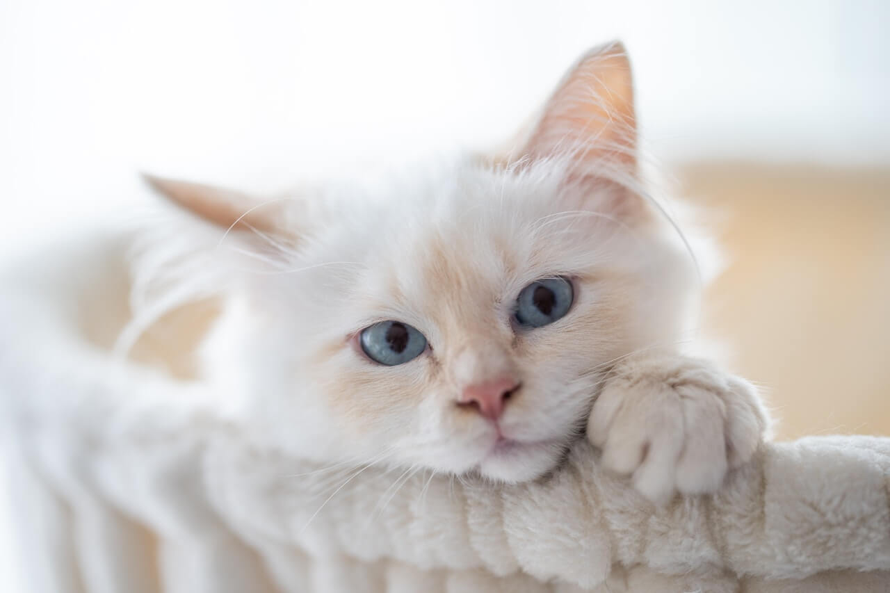 9 Most Affectionate Cat Breeds: Which One Will You Choose?