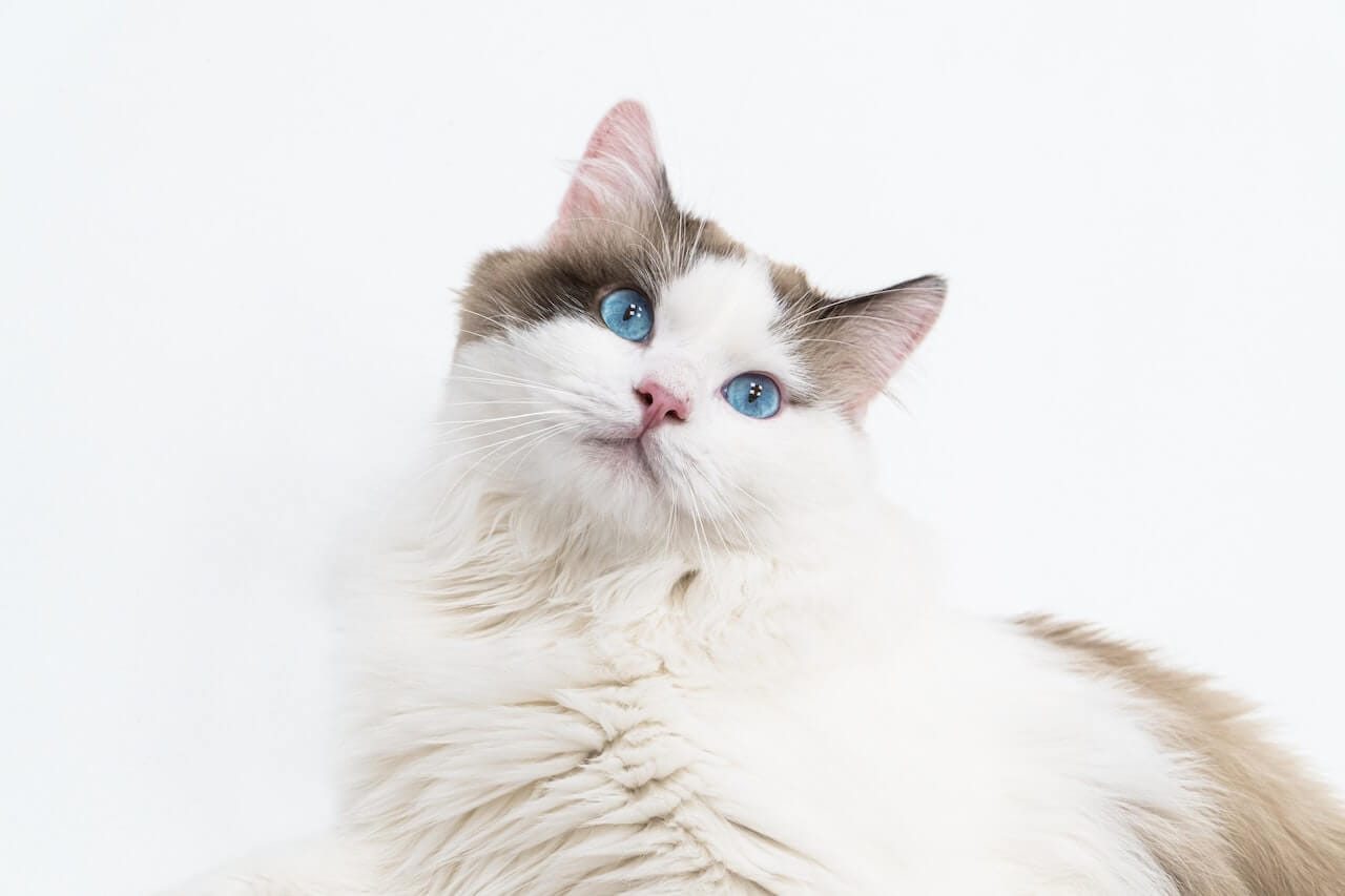10 Most Popular Cat Breeds In The World