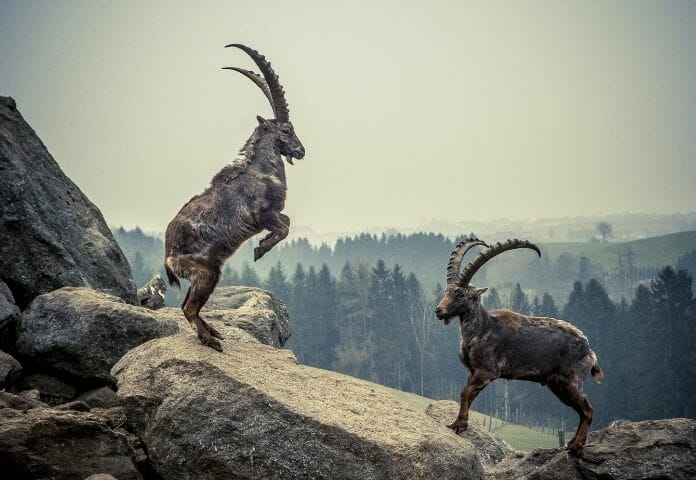 Mountain Goat Names: 90+ Adorable Name Ideas For A Mountain Goat