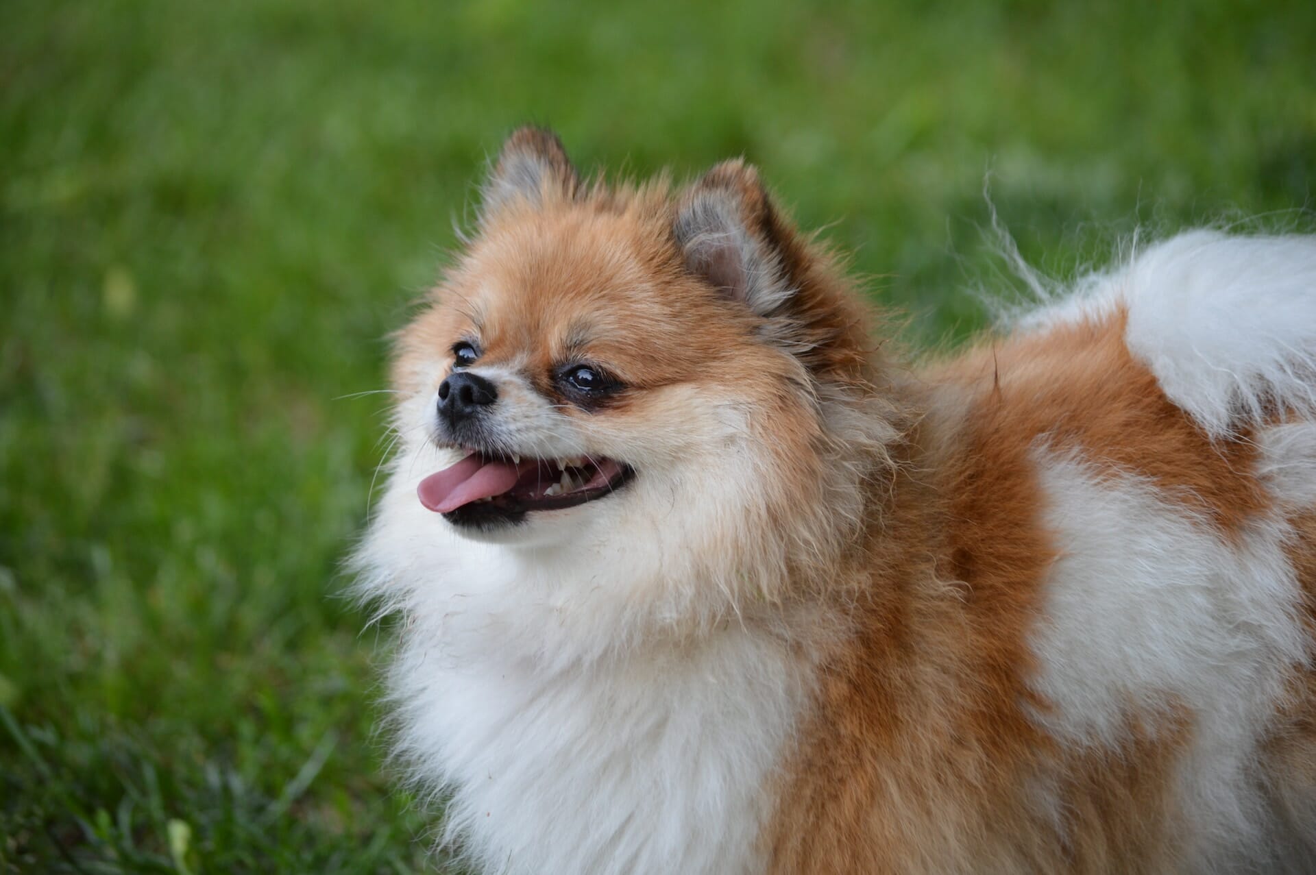 The Wisdom in Every Bark: Top 50 Pomeranian Dog Quotes