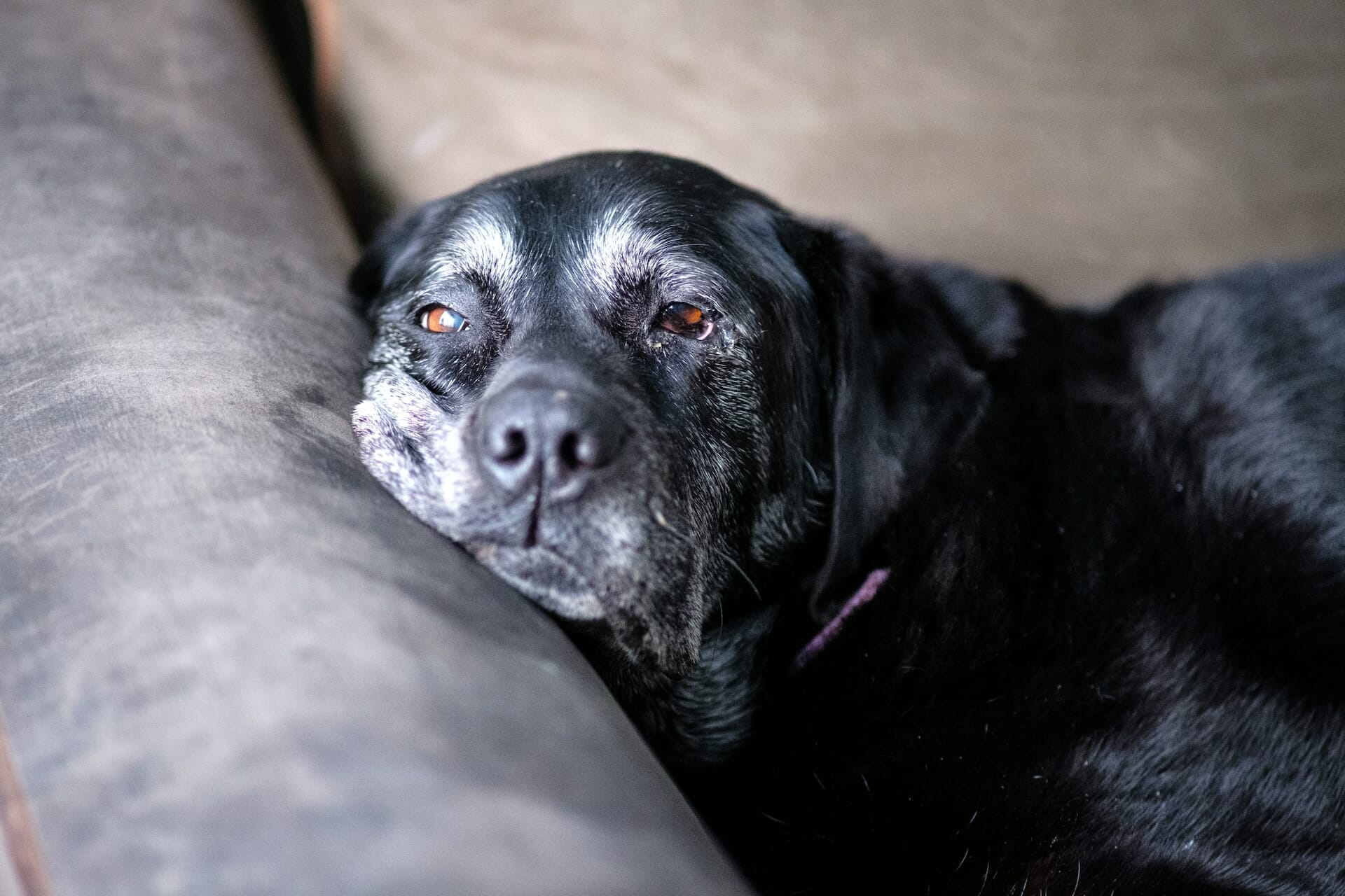 Senior Dog Peeing in House: Finding a Humane Solution