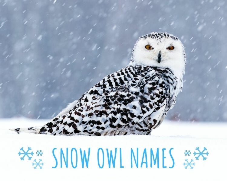 Top 30+ Good and Cute Names For Snow Owls