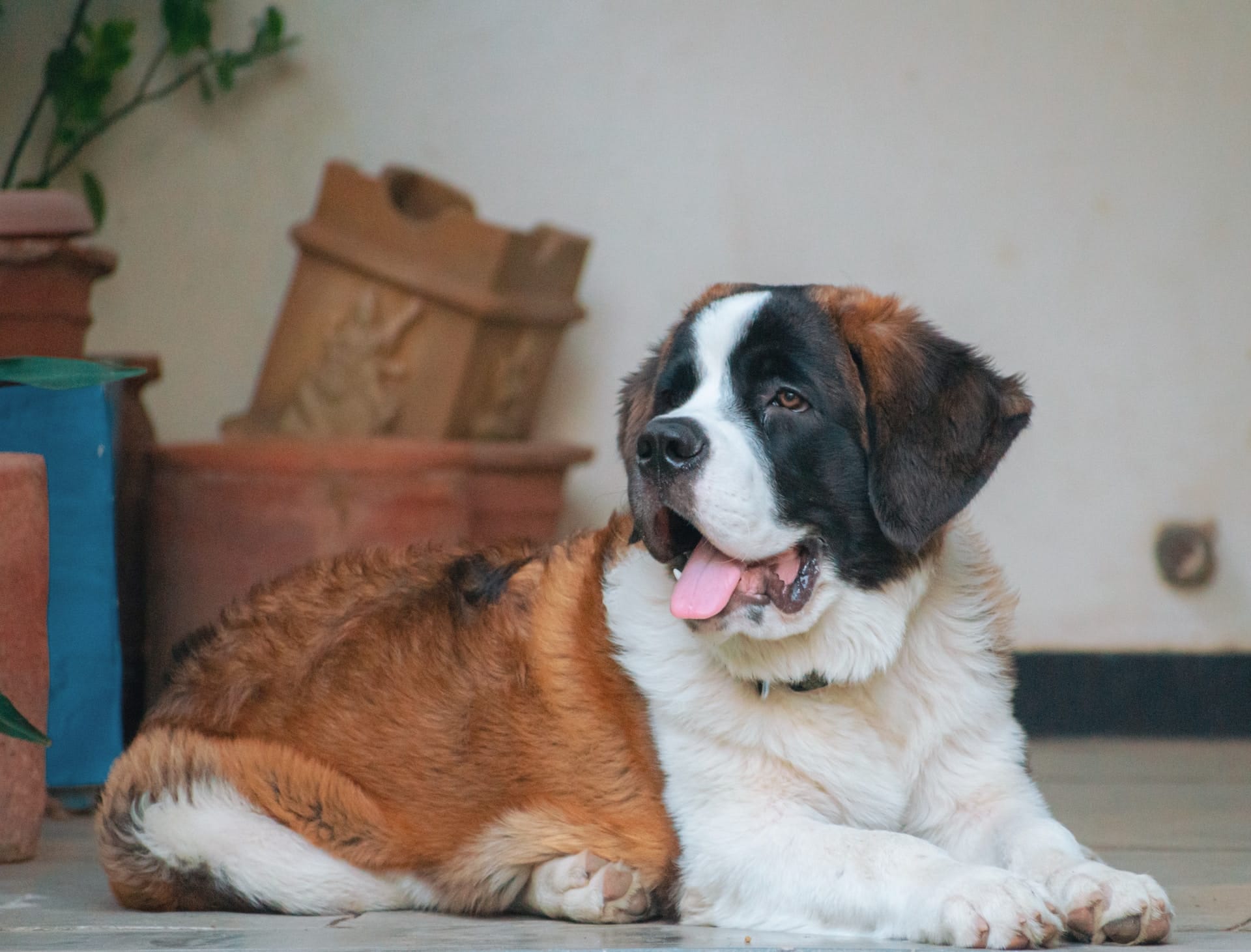 50+ St. Bernard Dog Quotes That Inspire Being a Gentle Giant