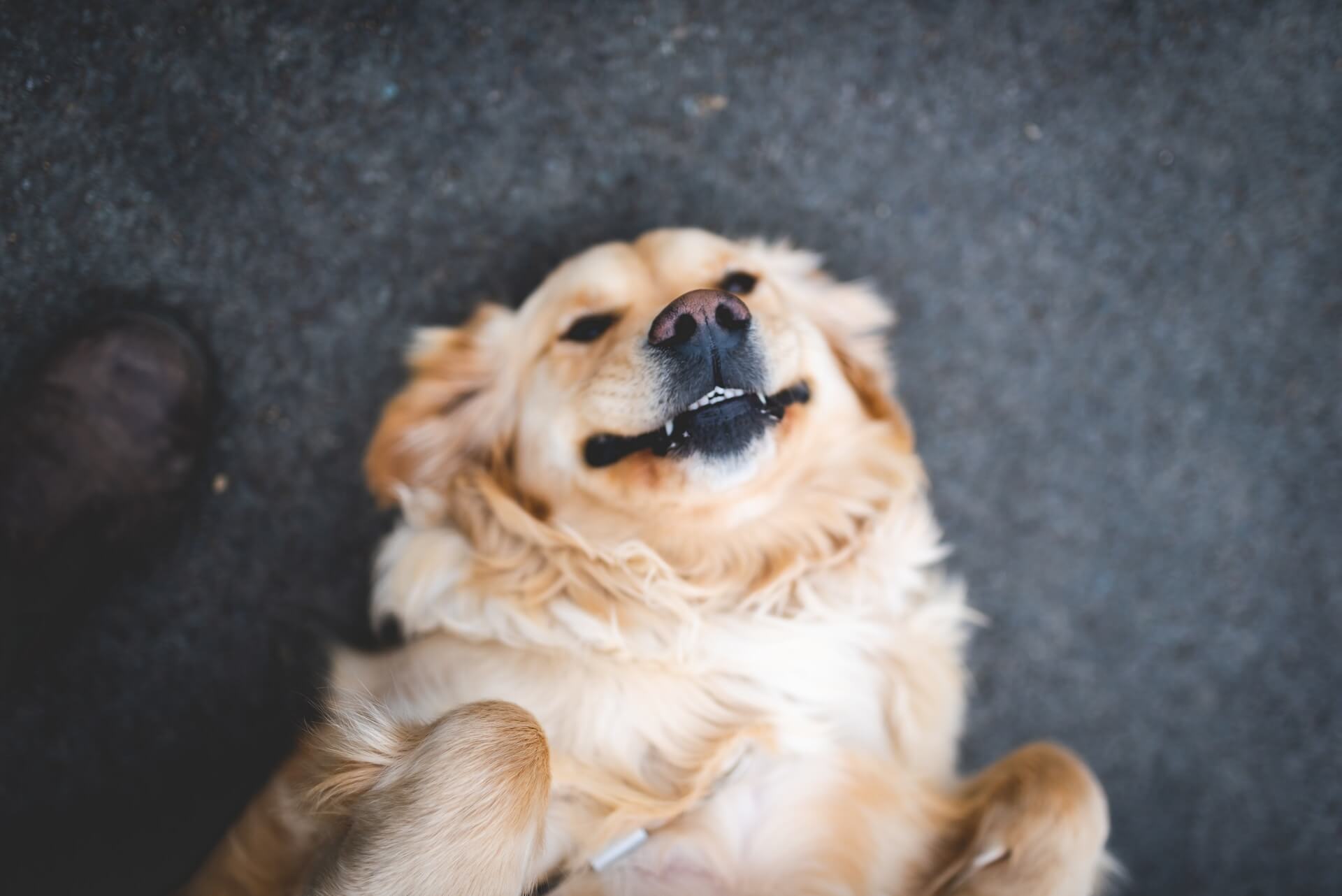 Paws-itively Puzzling! 20 Strangest Dog Behaviors Explained