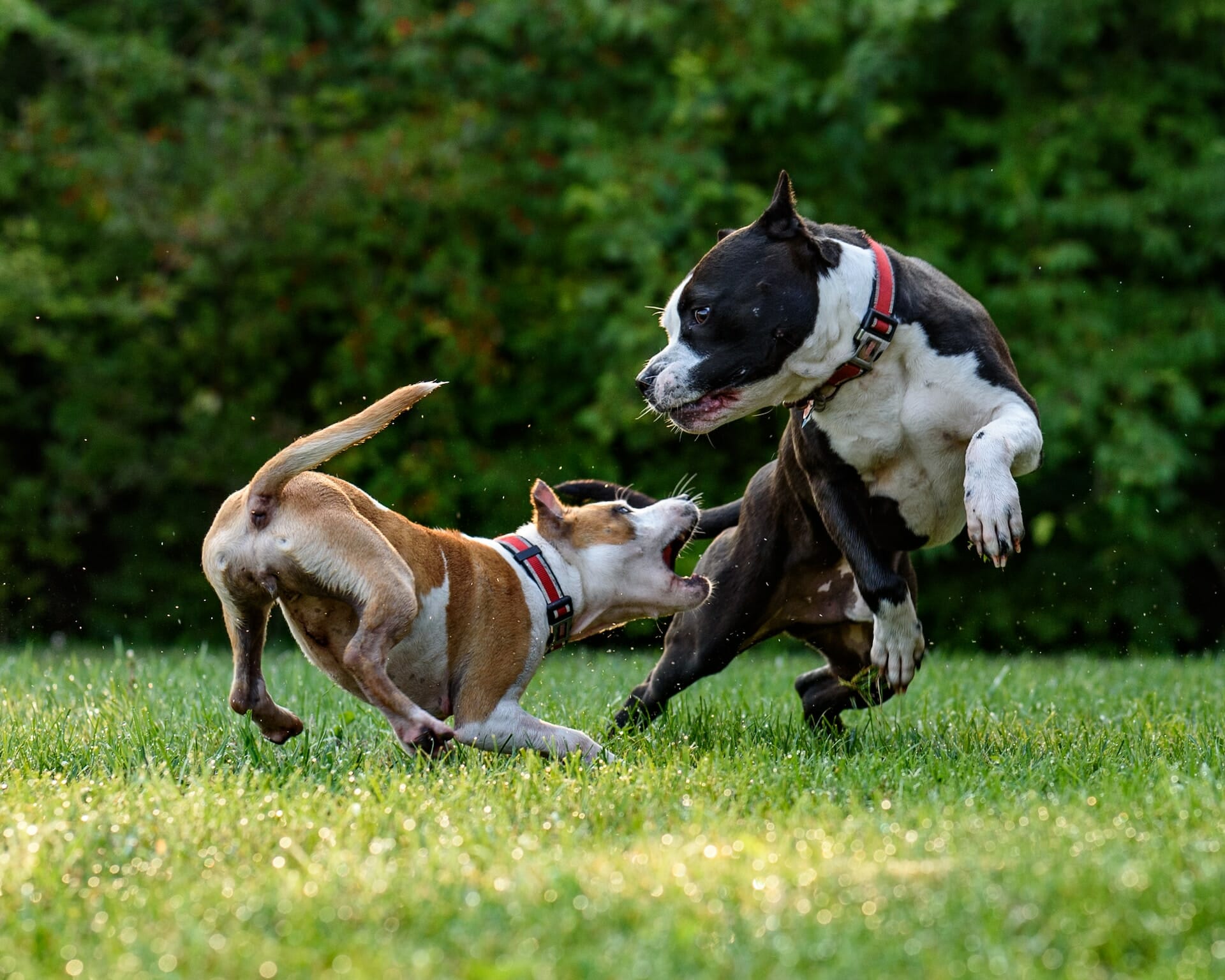 Territorial Aggression in Dogs: What You Must Know