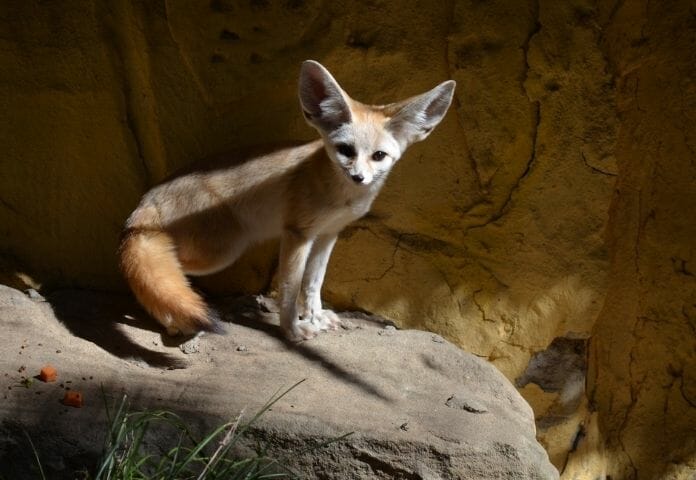 The 150+ Best Fennec Fox Names You Could Ever Find