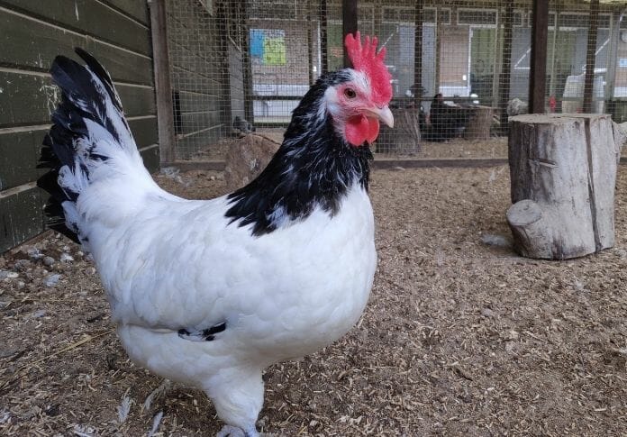 The Best 100+ Black and White Chicken Names to Choose From