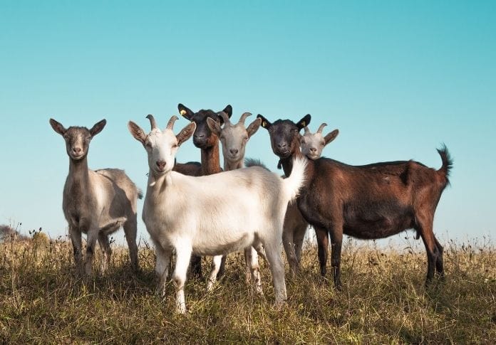The Best Mythical Goat Names: 180+ Options for Your New Pet