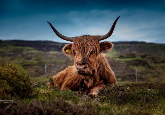 The Best Ox Names: 80+ Ideas to Get You Started