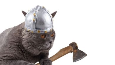 The Best Viking Cat Names: A List of 130+ Cat Names & Meanings