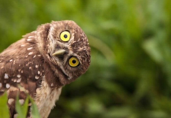 Top 150+ Funny Owl Names: List of Adorable and Funny Choices