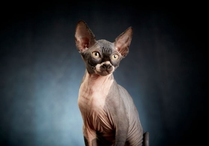 Top 8 Hairless Animals You’ll Love: Trending Animals Without Hair 