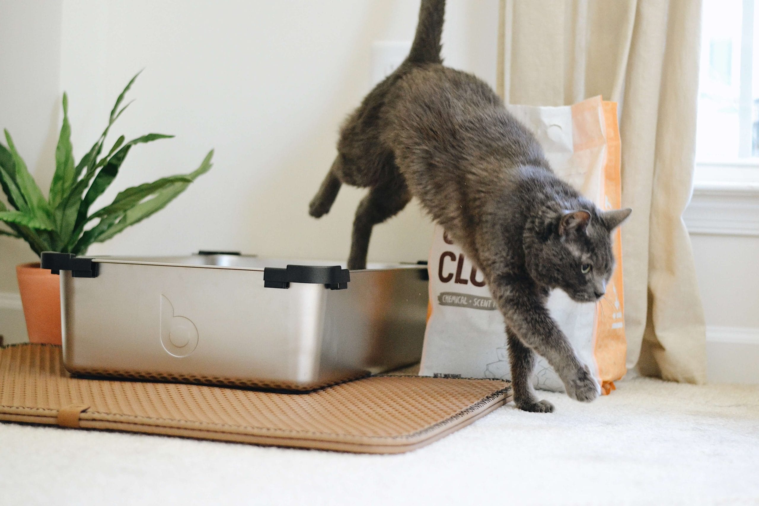 5 Types of Cat Litter for your Feline Friend
