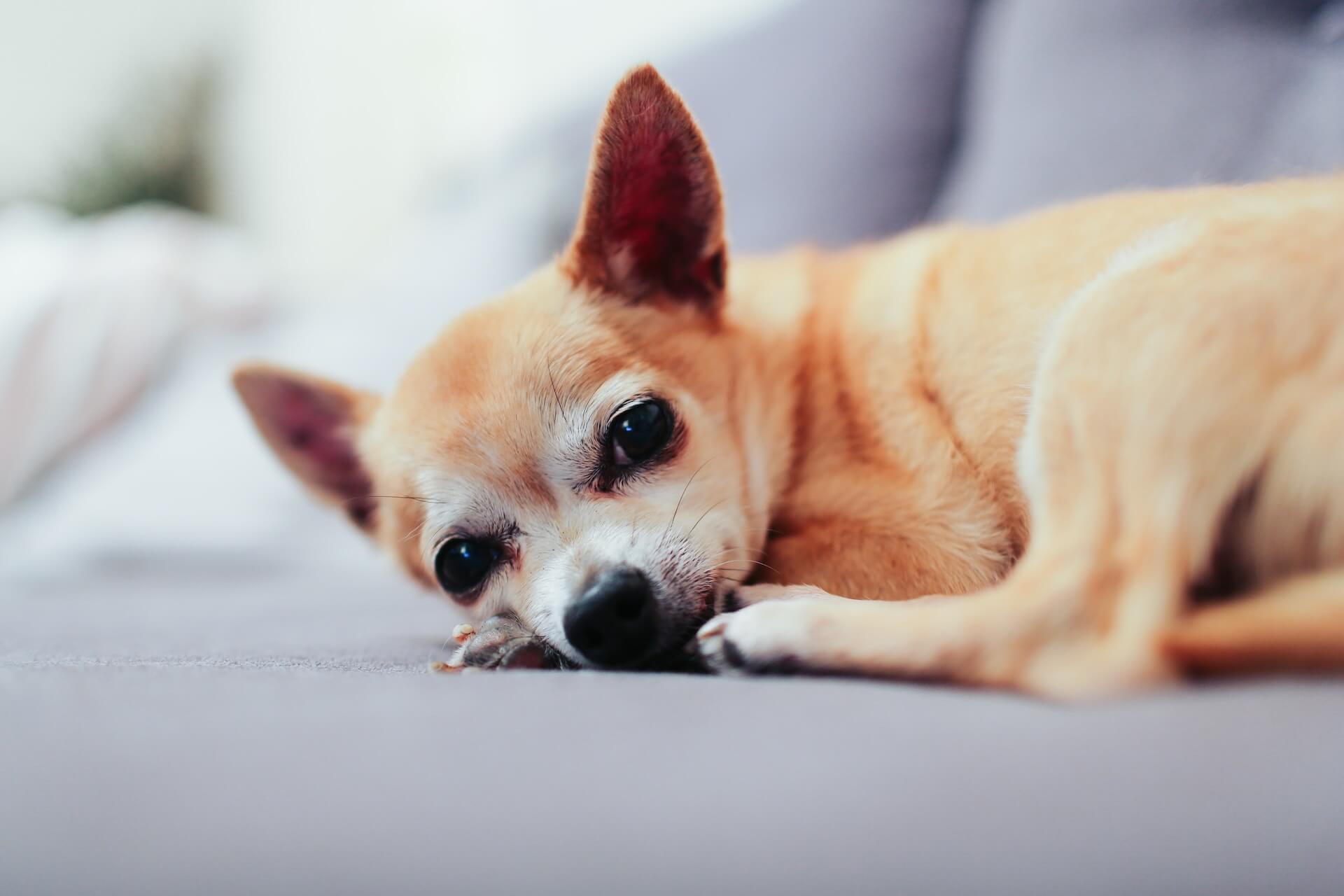 What is Senior Life Stage for Dogs: Understanding Your Aging Pup