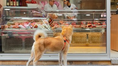 What Stores Allow Dogs: 10 Pet-Friendly Shops To Checkout
