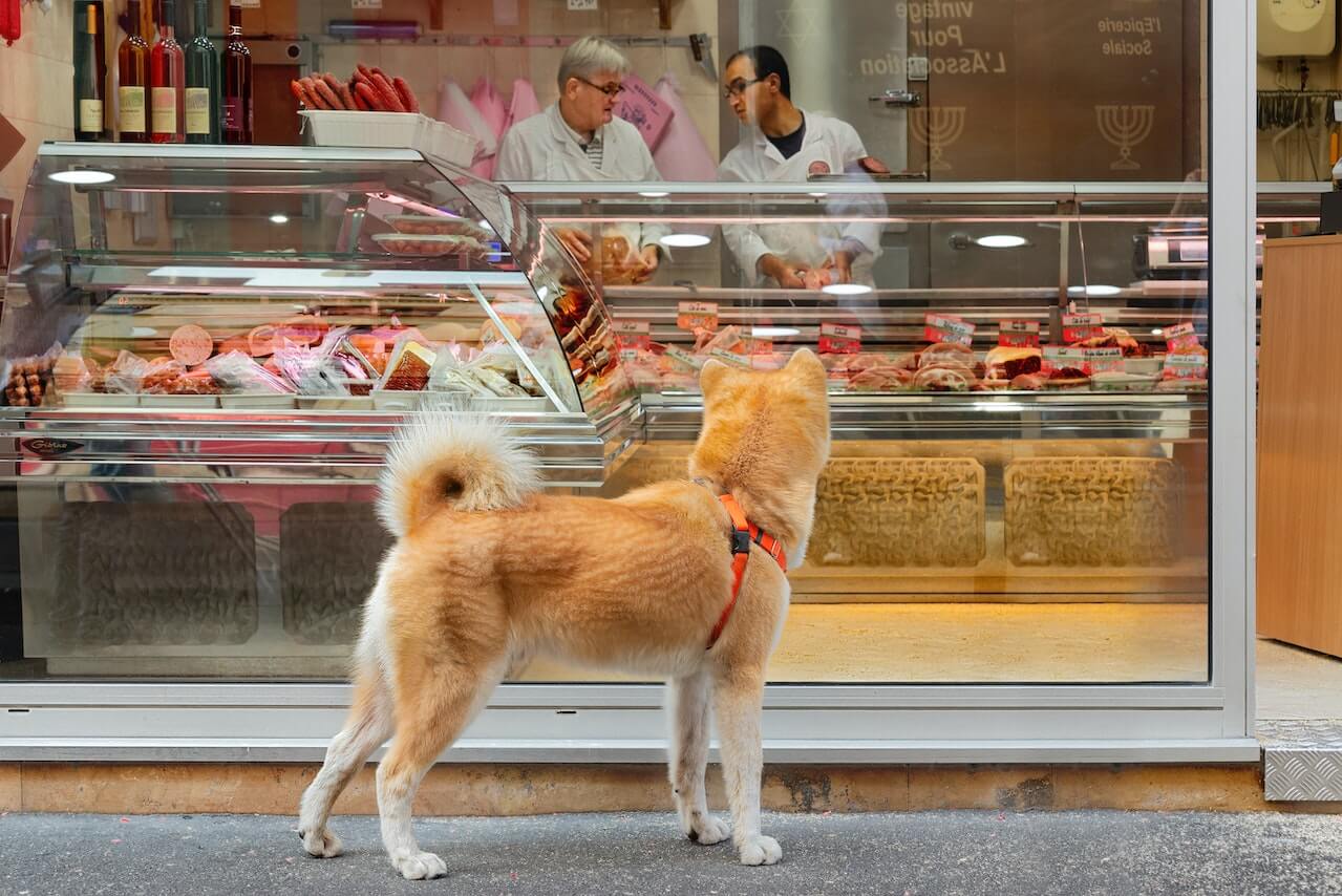 What Stores Allow Dogs: 10 Pet-Friendly Shops To Checkout