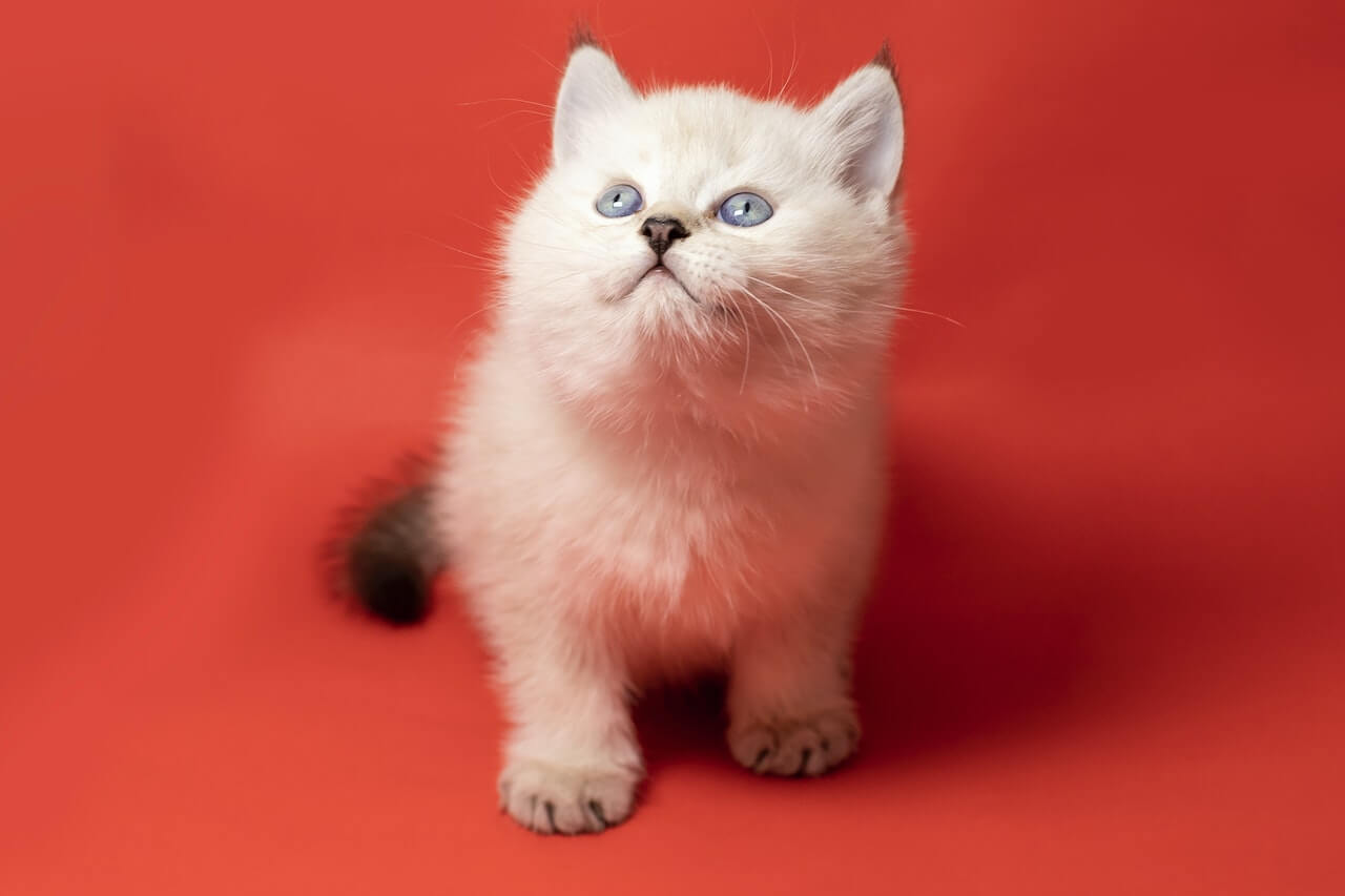 7 Meowvelous White Cat Breeds: How To Choose The Right One