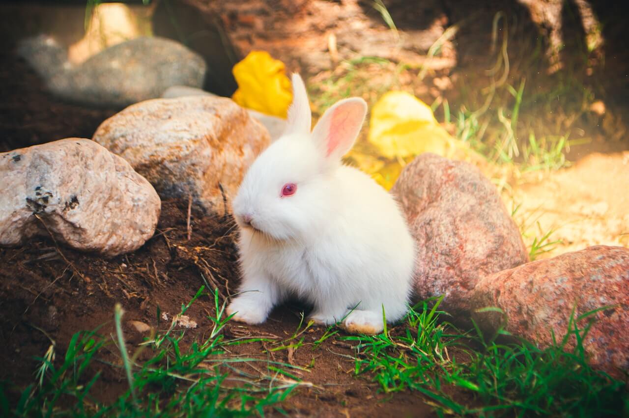 A Bunny Lover’s Guide to White Rabbit Breeds