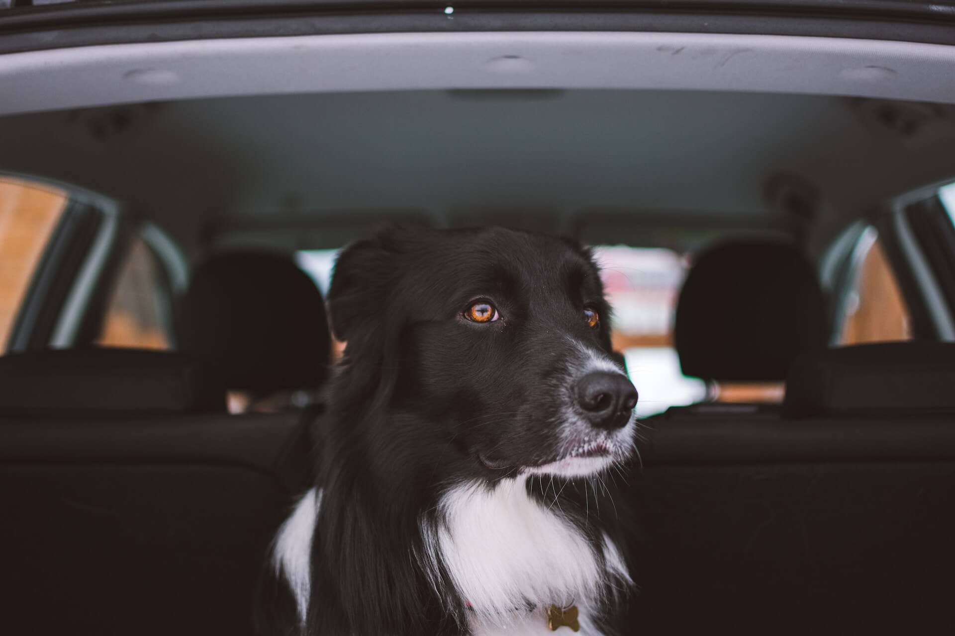 Why Are Dogs Afraid of Cars And What You Can Do to Help!