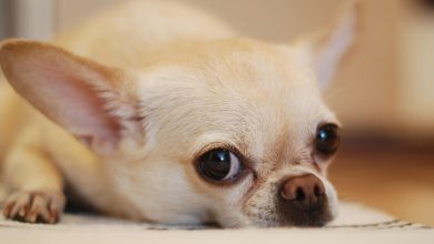 Why Do Chihuahuas Bark So Much: Reasons And Solutions