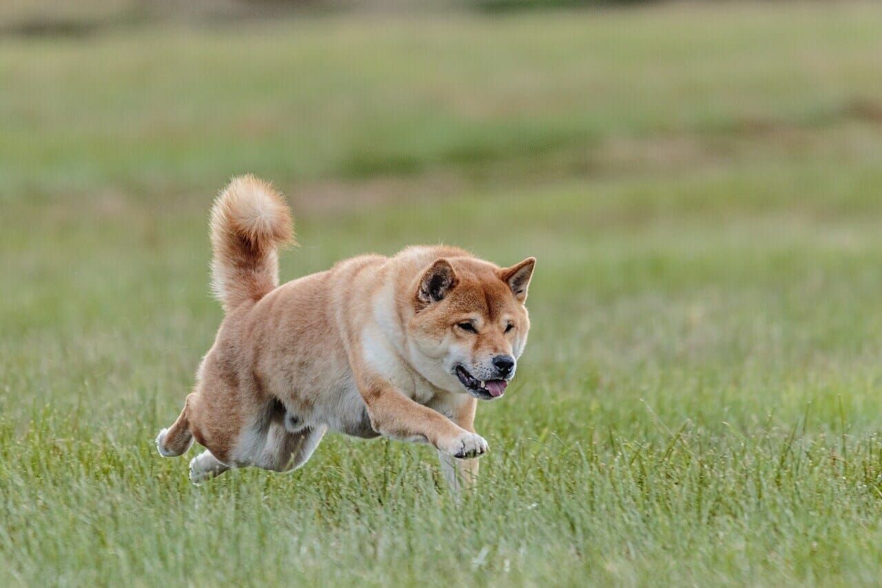 Canine Preying Instincts: Why Do Dogs Chase Small Animals?