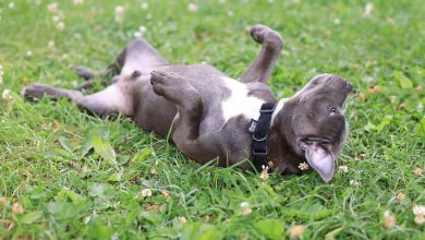 Why Do Dogs Roll on Their Backs: 5 Cute Reasons
