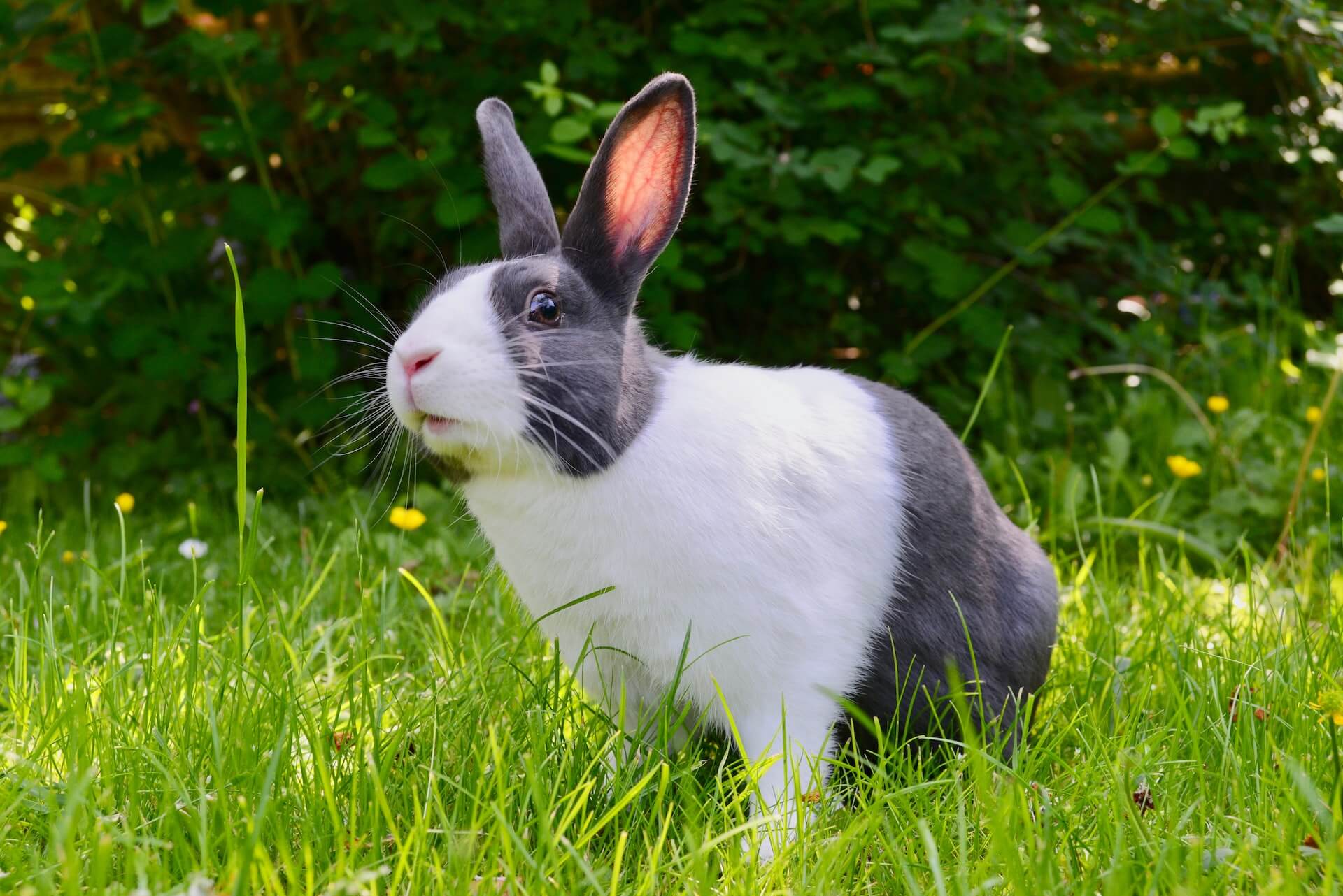 5 Reasons Why Your Rabbit Is Howling & What To Do About It
