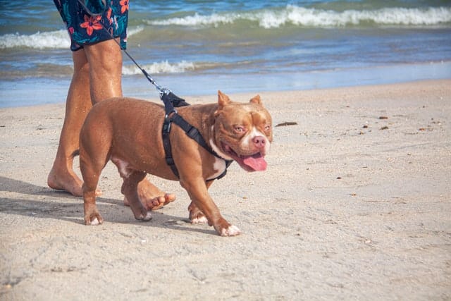 What Is an American Bully? The Truths About the Muscular Breed