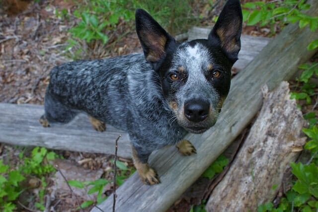 A Comprehensive Guide: 7 Australian Cattle Dog Behavior Issues