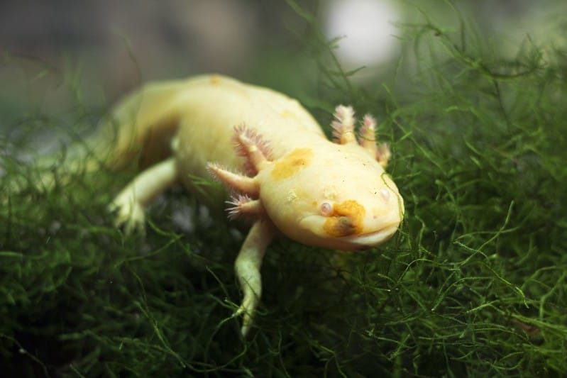 Do Axolotls Have Teeth? What You Need to Know About These Amphibians