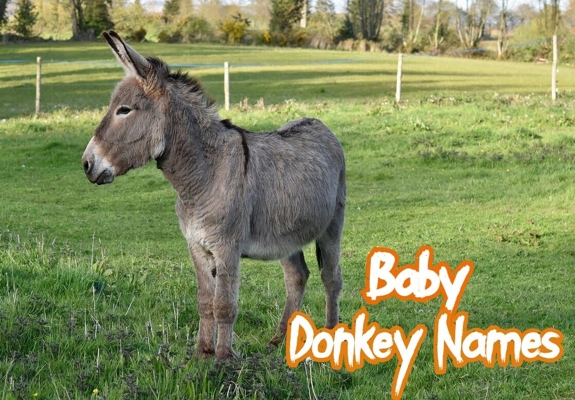 Top 100 Baby Donkey Names – Male & Female Names | PetPress